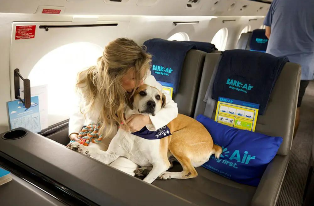 Нохойтойгоо хамт онгоцоор зорчих боломжтой болжээ