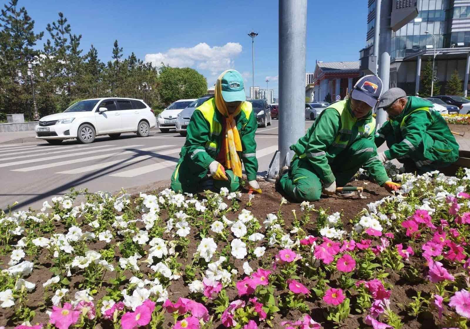 Ц.Төрхүү: Өвлийн турш хүлэмжид ургуулсан цэцгүүдээ гаргаж, хотоо гоё болгох гэхээр хулгайлаад явчих юм